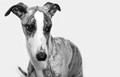 Whippet
