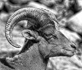 Endangered Bighorn