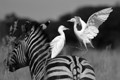 Hitching a ride