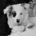 Simon