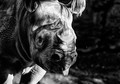 Black Rhino