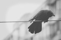 crow on wire in rain
