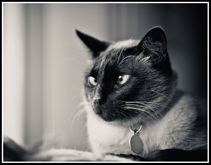 Day Dreaming