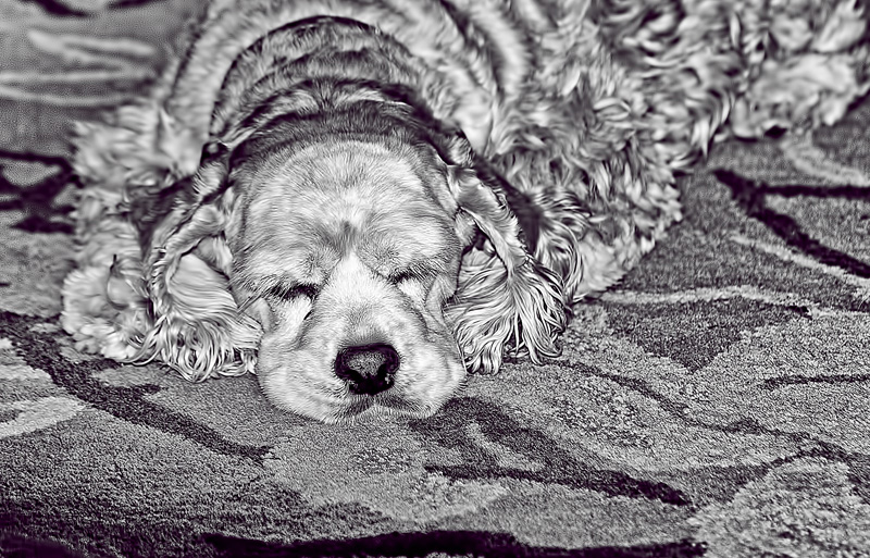 Sleepy Camouflage