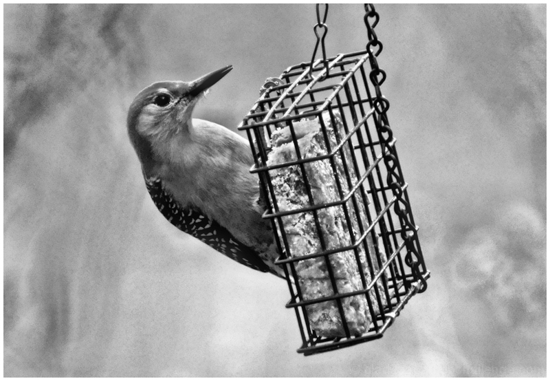 Red-Bellied Woodpecker