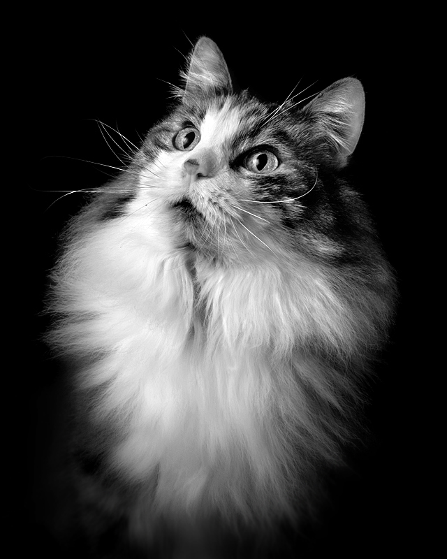 gatto in bianco e nero