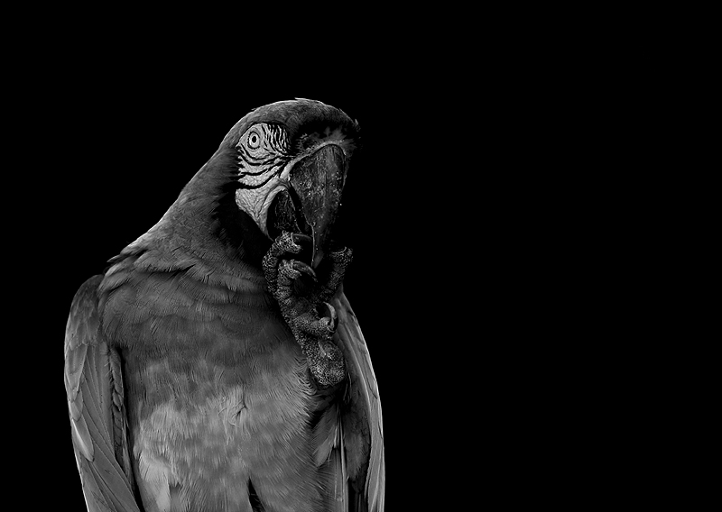 Where'd All Macawlors Go?