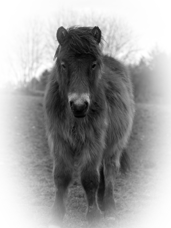 Exmoor Weanling
