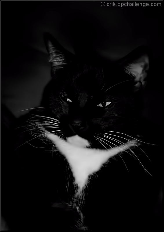 Tuxedo in B&W