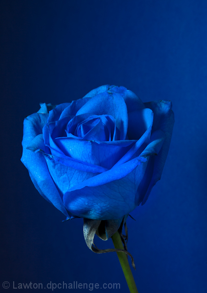 a blue rose for ann