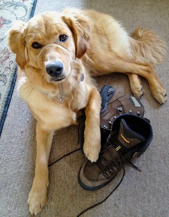 Take me hiking, Dad!