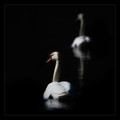 The Swan