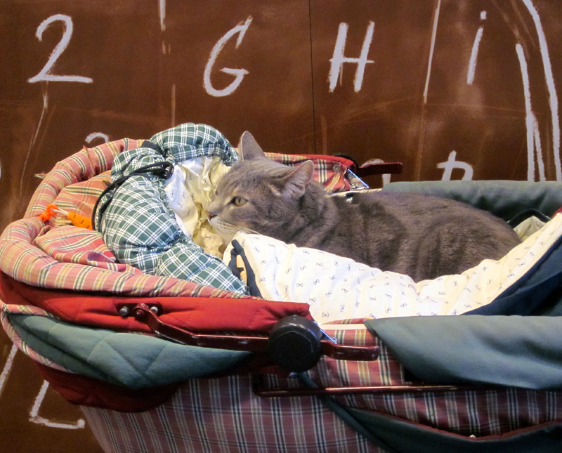 Cat  Box