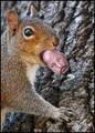 Squirrel With Nut 