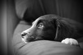 God's Dog