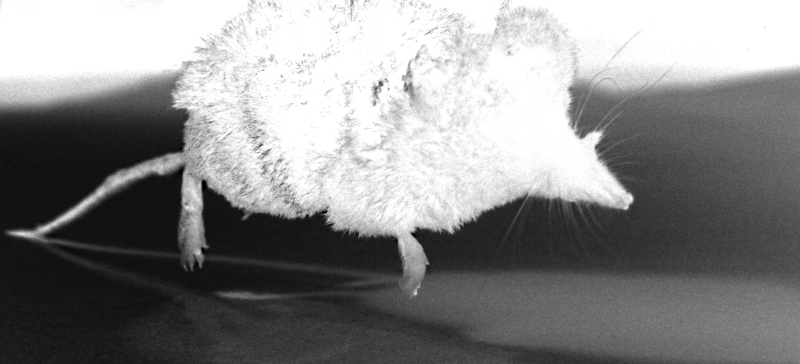 ghost mouse levitation