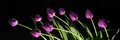 Purple Beauties...