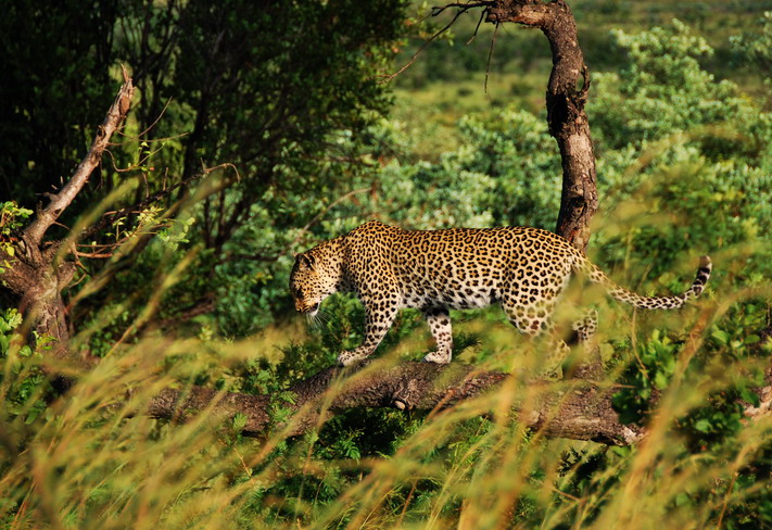 Kruger's Leopard