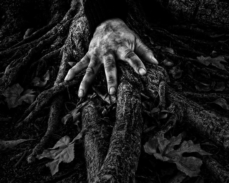 Roots