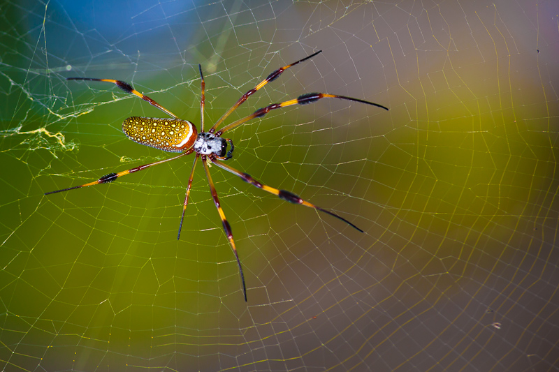 Intimidating elegance - Golden silk orb-weaver