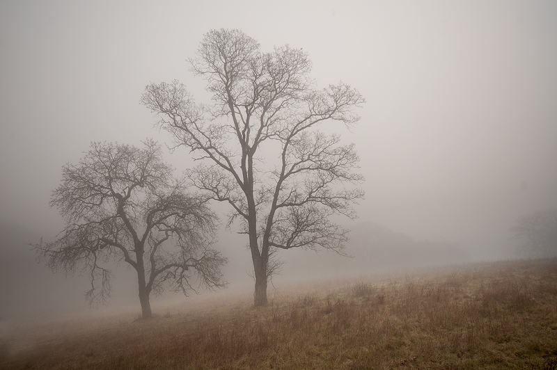 The Love of Trees