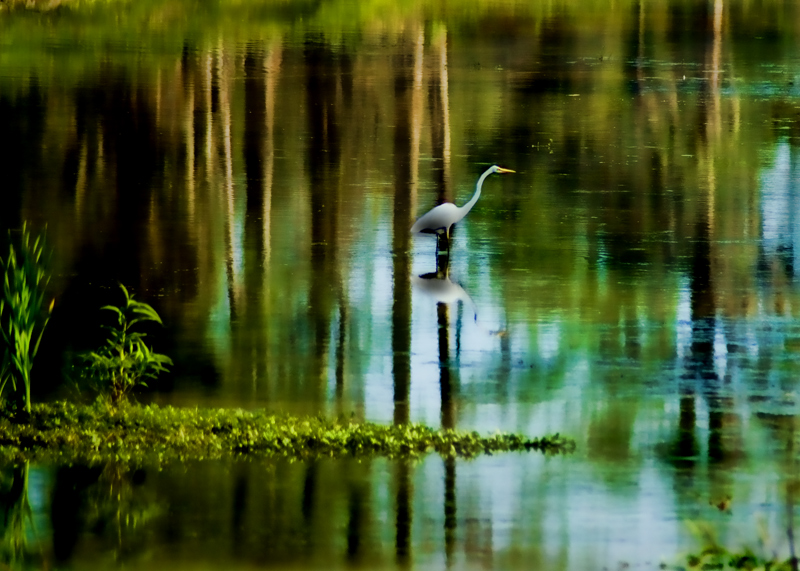 Pond Wader