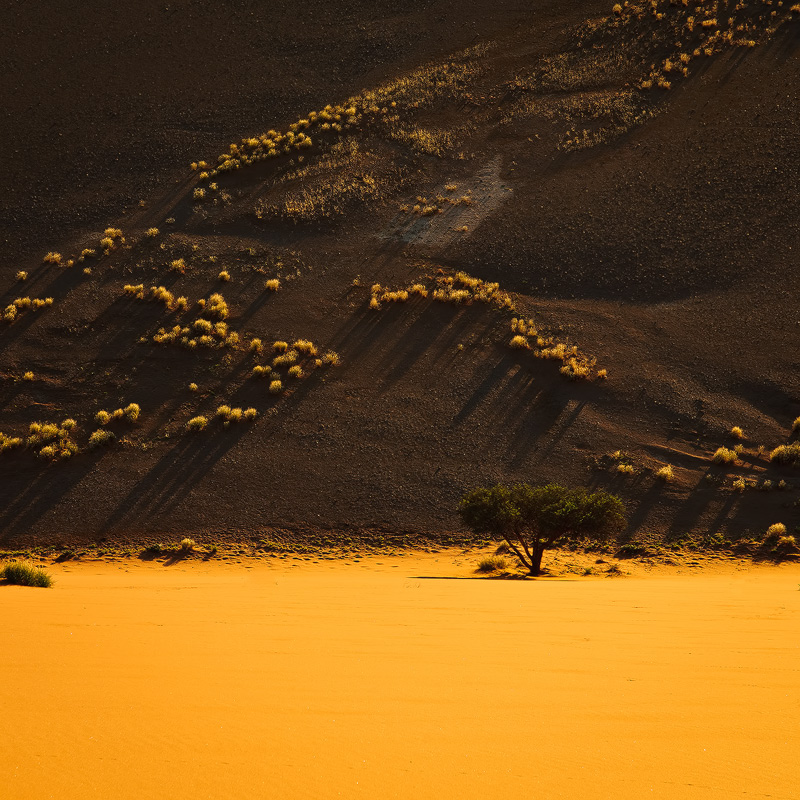 Desert Sunrise