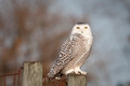 Arctic Visitor