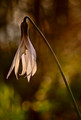 Dogtooth Violet with Bokeh