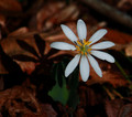 Bloodroot and Shadow