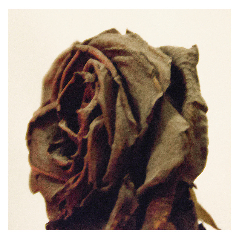 Bloom Decay