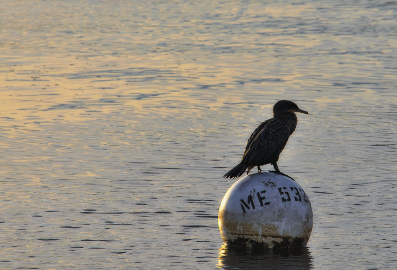 Balancing Act