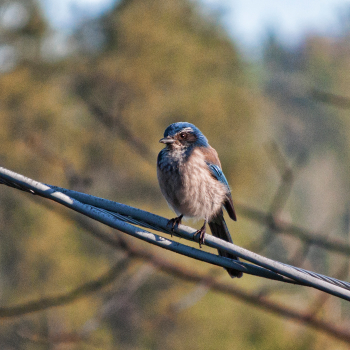 bird on a wire