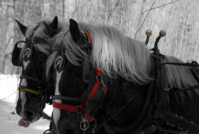 Winter Sleigh Ride