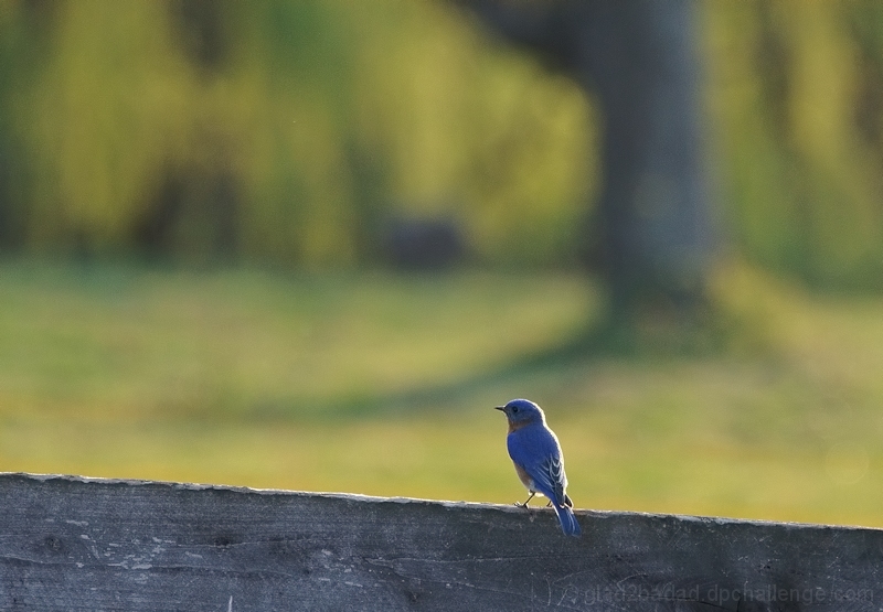 The Bluebird & Claude Monet