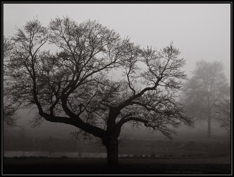 Morning in Druid Ridge