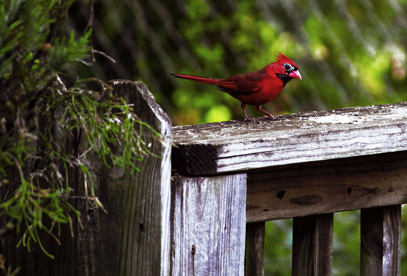 Songbird Staredown