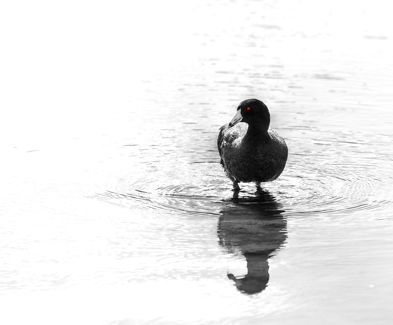 Solitary Coot