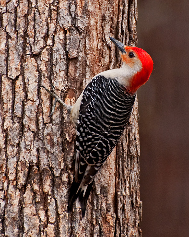 Red-Bellied Woodpecker