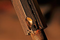 Termites