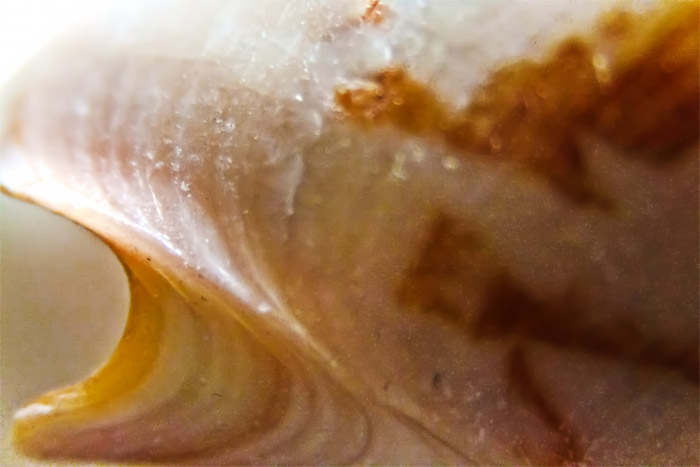 Macro
