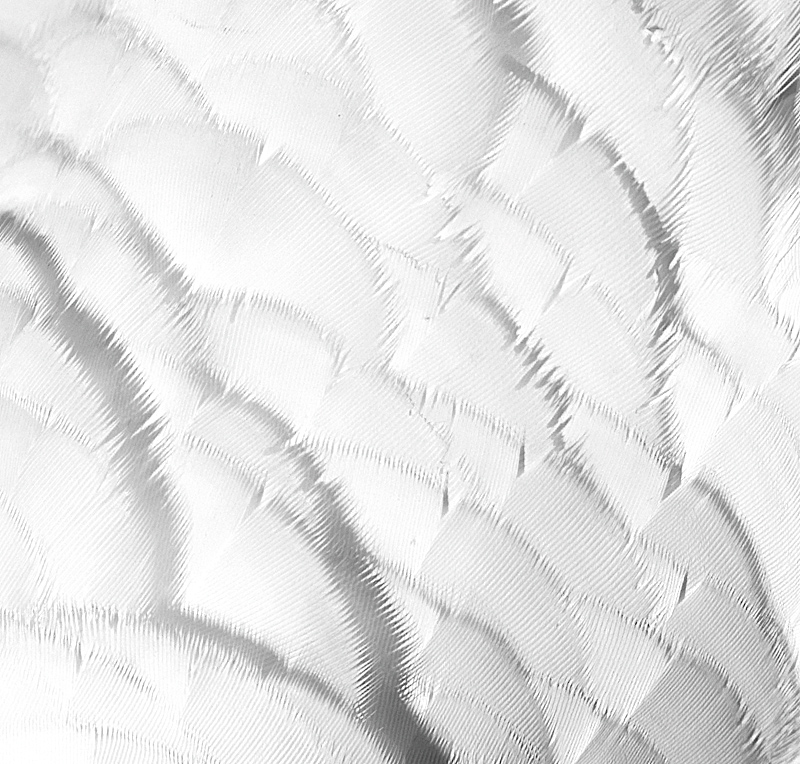 avalanche
