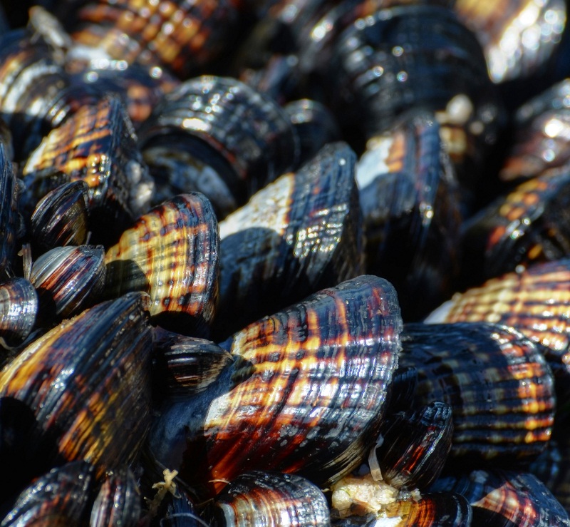 Flex Your Mussels