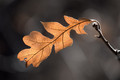 Last Year's Leaf