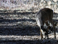 Vigilant Grazing