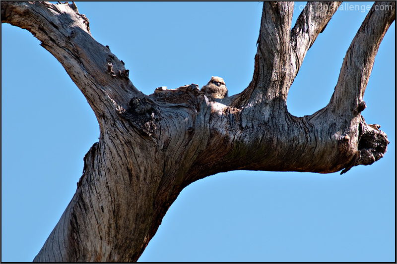 Great Horned Owl Nestling