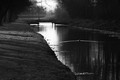 A quiet swim to the evening light