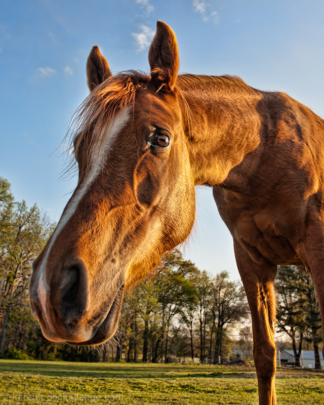 I'm on a Equine High