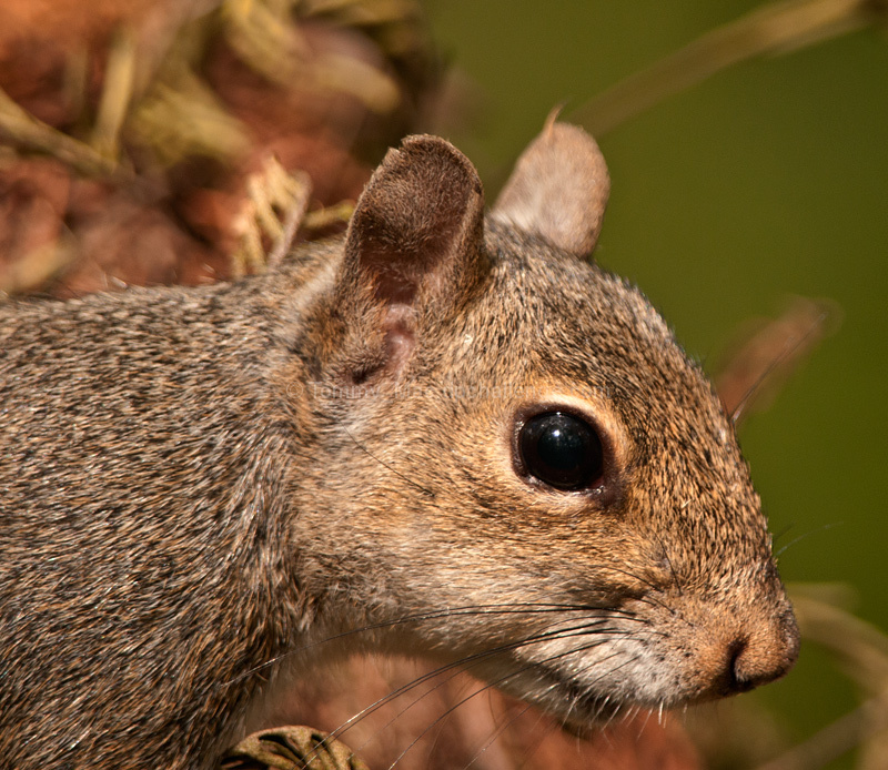 Squirrels, errr, nature photography. Yes! Nature Photography!