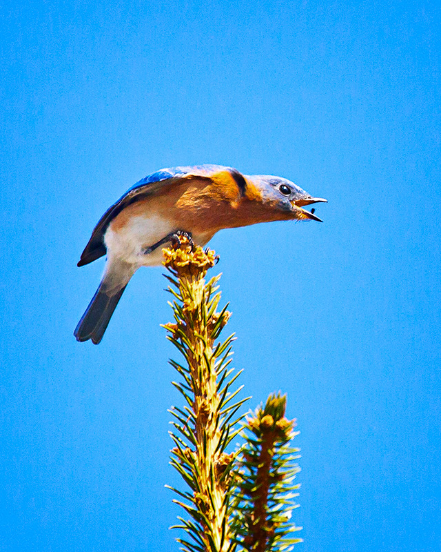 Bluebirds Make Me Happy